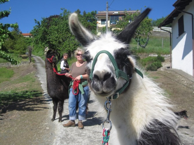 passeggiata-con-lama-pasquetta2015-monferrato